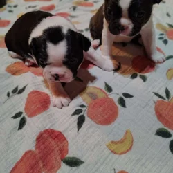 AKC Boston Terriers