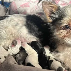 Yorkie Pups