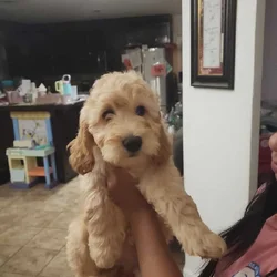 Mochi - Home raised Female F1B Goldendoodle