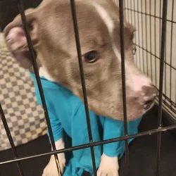 Blue Nose pit for sale