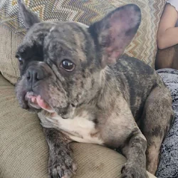 Black & Grey Merle French Bulldog