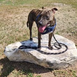 Bella needs to find a new home