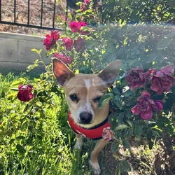 Free chihuahua