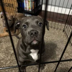 Pitbull puppies born on Christmas