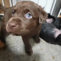 Chocolate lab/ Rotty mix