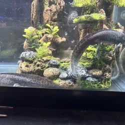 Axolotls
