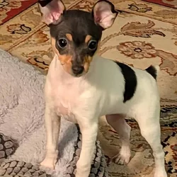 Toy Fox Terrier AKC Registered