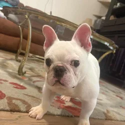 Richardson needs a forever home