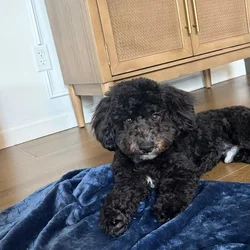Miniature Poodle for sale