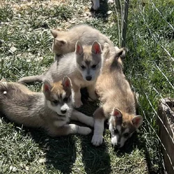Malamute husky puppies