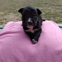 Female Coltrevier puppies Boder Collie/ Golden Ret