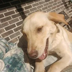 Dog for sale