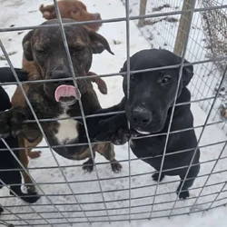 Labrador and Pit mix puppies desperate for homes
