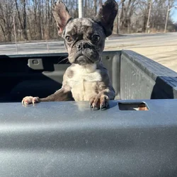 Beautiful Merle Frenchie (4months)