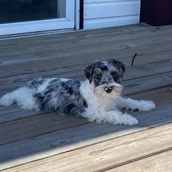 Mini Schnauzers