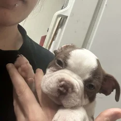 Boston terrier puppies