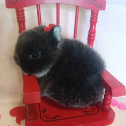 Valentine's Netherland dwarf babies ♥️