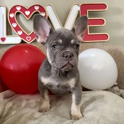 Lilac & tan female