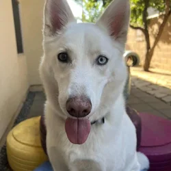 koda needs a new home!