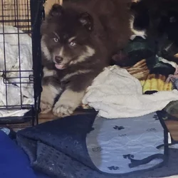 Alaskan Nanuk Puppies