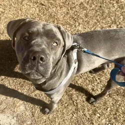 Cane corso mix