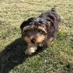 4 month old male Yorkiepoo puppy in KC