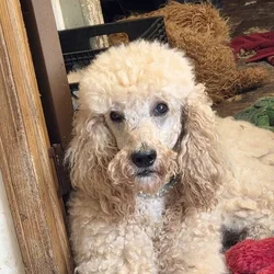 Poodle
