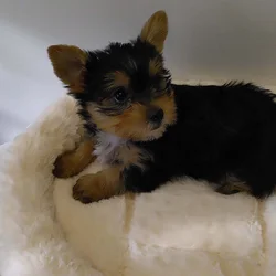 Beautiful Yorkie Babies Available !!!
