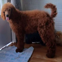 Red Standard Poodles pups for sale