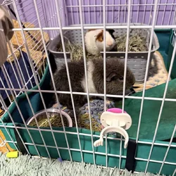 Guinea pigs