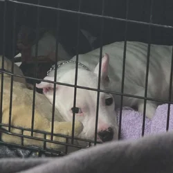 2½ Month Old Male Puppy