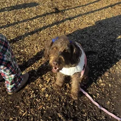 Coco, labradoodle, 2 years old