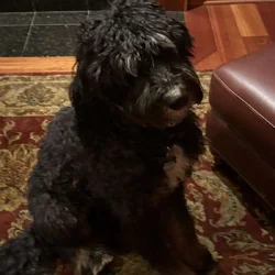 Young bernedoodle in need of a loving home