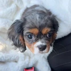 Puppy for sale