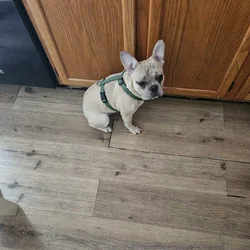 French bulldog 7 months