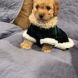 Mini Goldendoodles