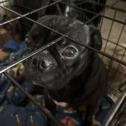 Half pug/ half Boston needs a great home