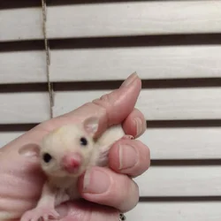 Sugar glider babies leucistic brother and sister w