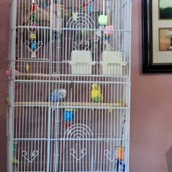 Two girl parakeets for sale.
