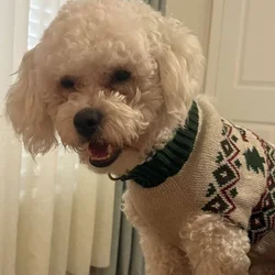 Selling a dog