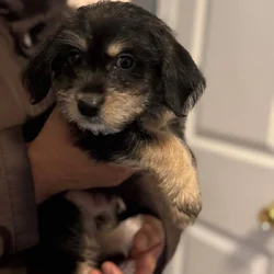 2 Puppies for sals