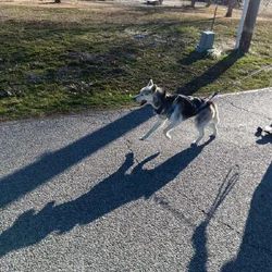 Husky