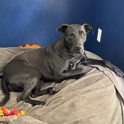 Looking to be only fur baby