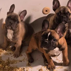 Frenchie