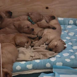 Golden Retriever Puppies