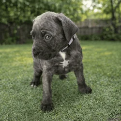 Cane Corso puppies