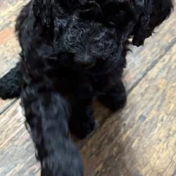 AKC STANDARD POODLE PUPS