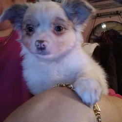 Long Coat Chihuahua Boy Ready to Go!