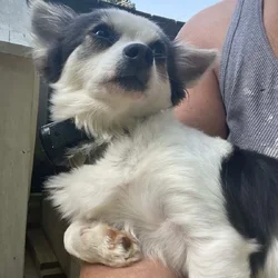 Female, 2 years old FOR SALE