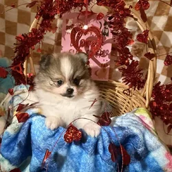 Pomeranian puppy
